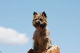 CAIRN TERRIER 471